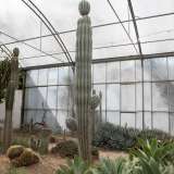 ...quali cactus colonnari...
